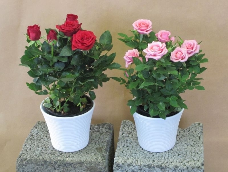Уход за розой в горшке в домашних условиях после покупки: осенью, зимой, весной, летом