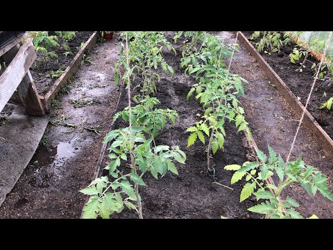 Подготовка и высадка рассады помидор в теплицу или парник по схеме посадке
