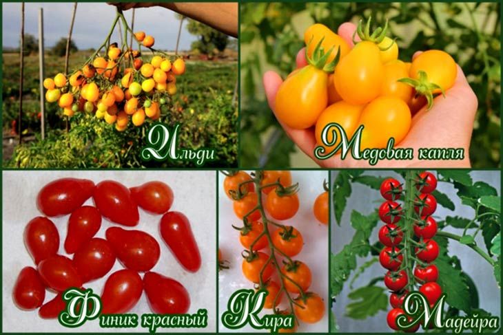 Лучшие сорта помидор на 2021 год: самые урожайные, вкусные, для открытого грунта и теплиц