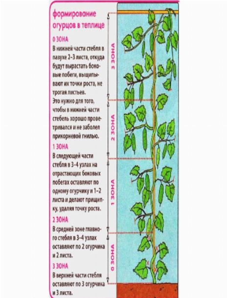 Схема обрезки огурцов в теплице в картинках: сроки, как, инструкция