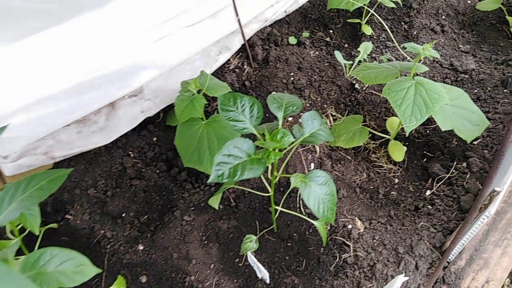 Можно ли сажать баклажаны в одной теплице с огурцами: выращивание и уход