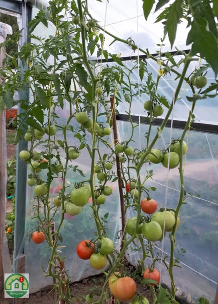 Как обрезать помидоры в теплице? пошаговое описание, рекомендации - мы дачники