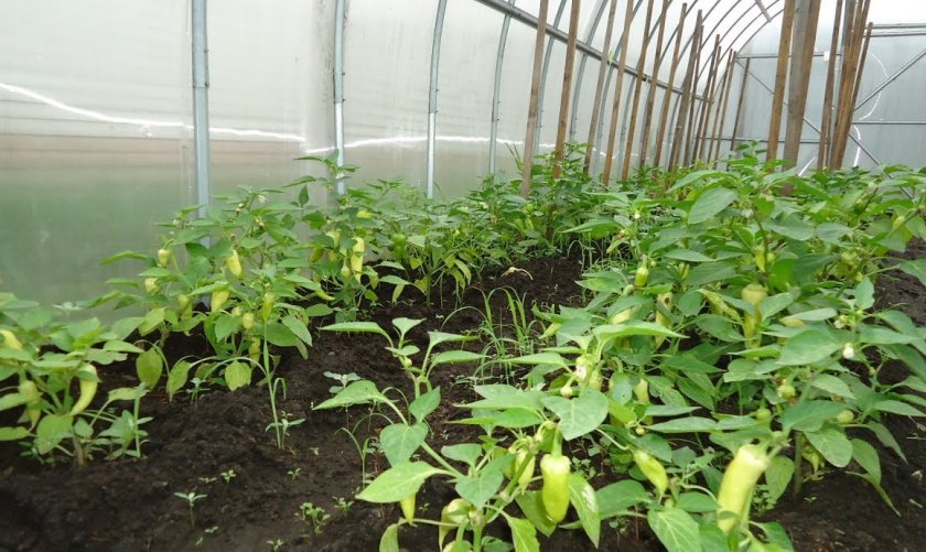 Болгарский перец: выращивание в теплице