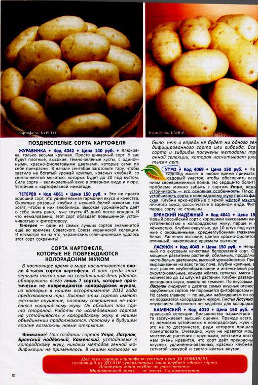 Сибирский картофель: семена, как и когда сажать ранние скороспелые сорта