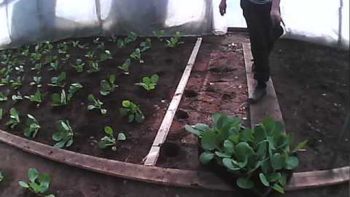 Выращивание капусты в теплицах: когда сажать (сеять) капусту на рассаду в теплице » eтеплица
