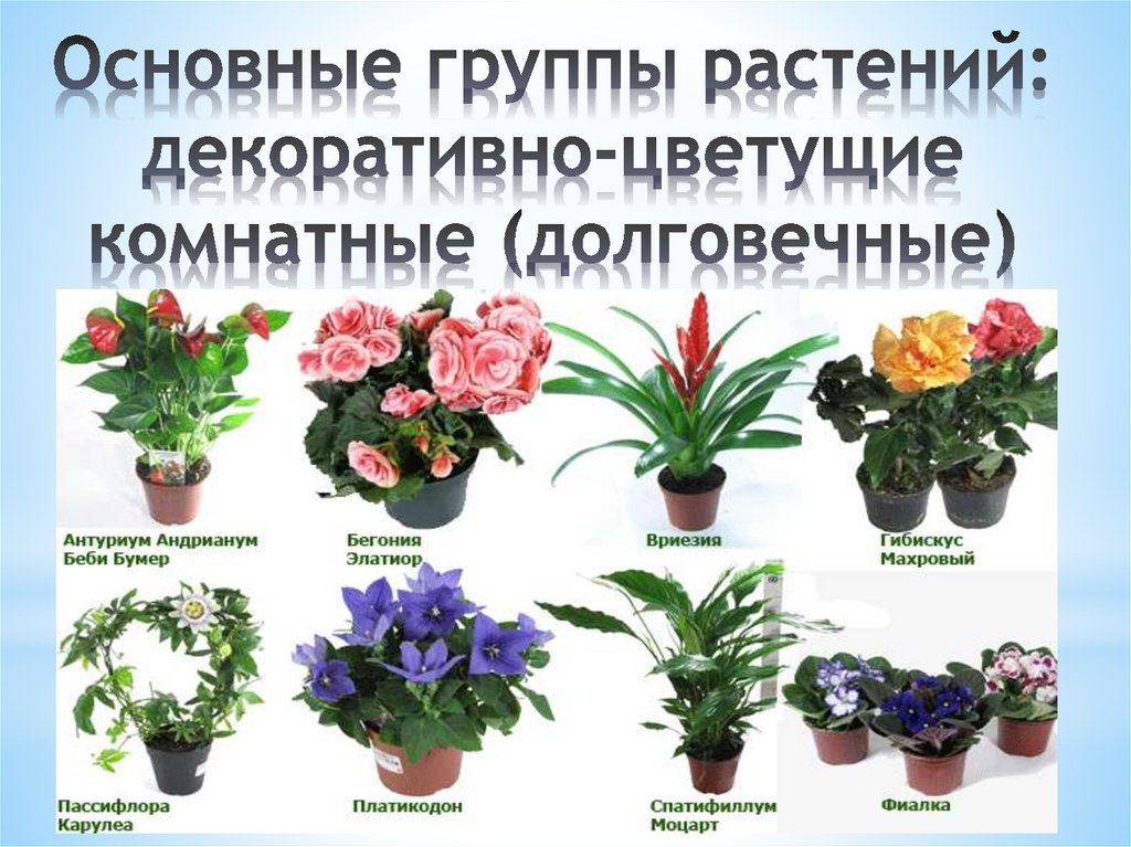 Комнатные цветы не цветущие с названиями и фото (список и описание)