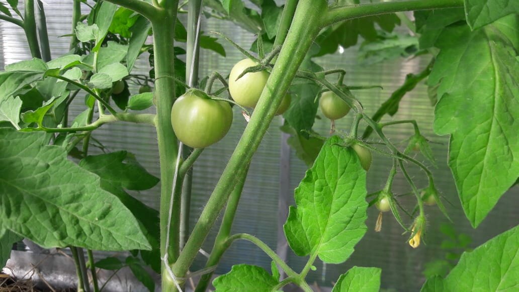 Как ускорить созревание томатов в теплице и дома