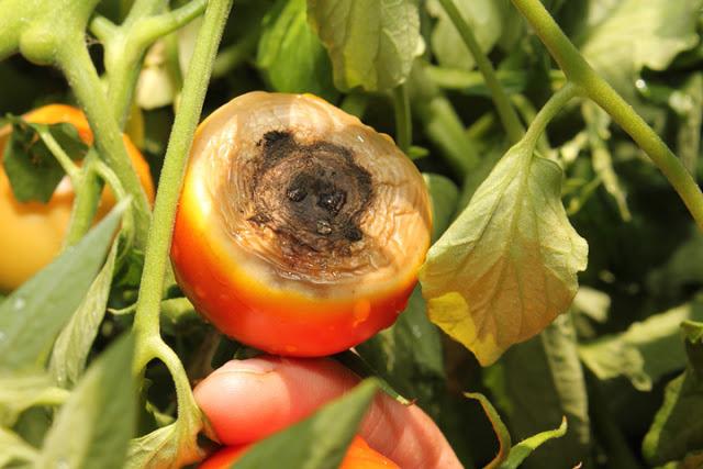 Вершинная гниль томатов – в теплице и их лечение, фото, обработка препаратами, народными средствами