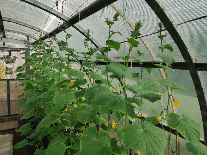 Выращивание клубники в теплице – все подробности процесса от опытных садоводов