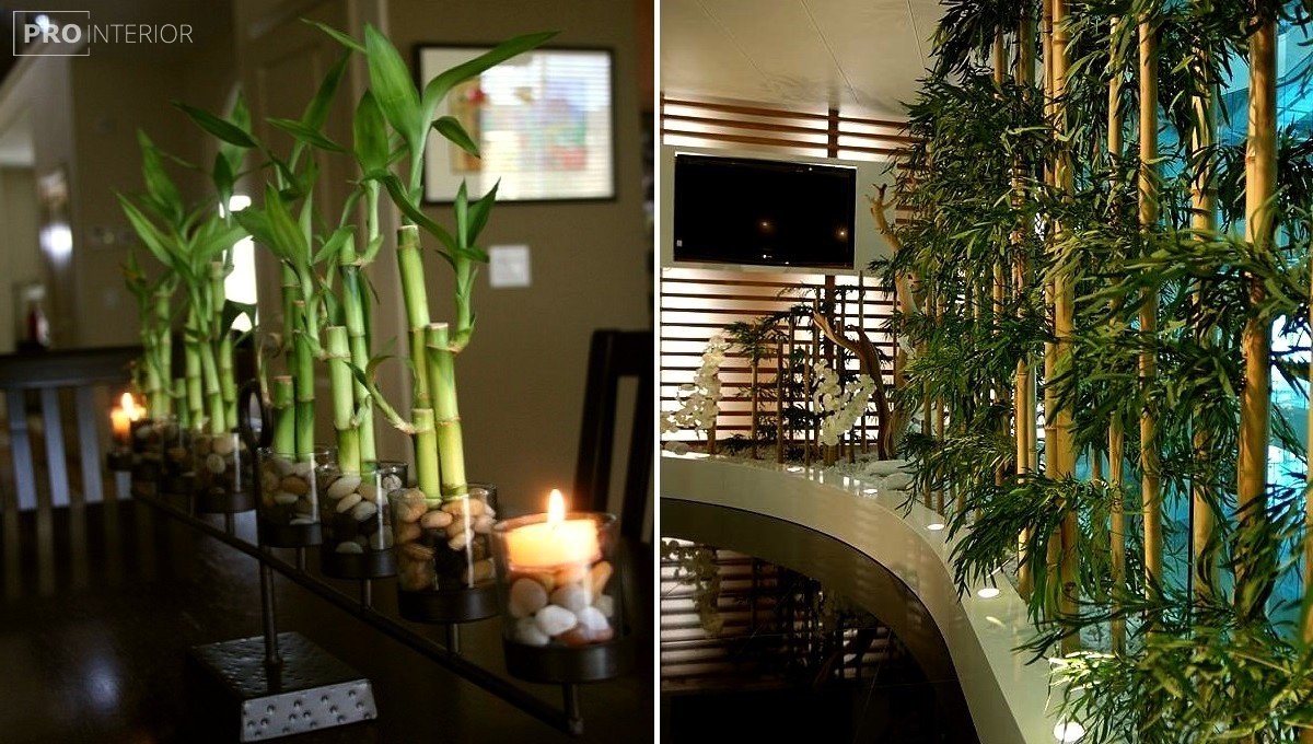 Декоративный бамбук — как растет, можно ли держать цветок в домашних условиях?