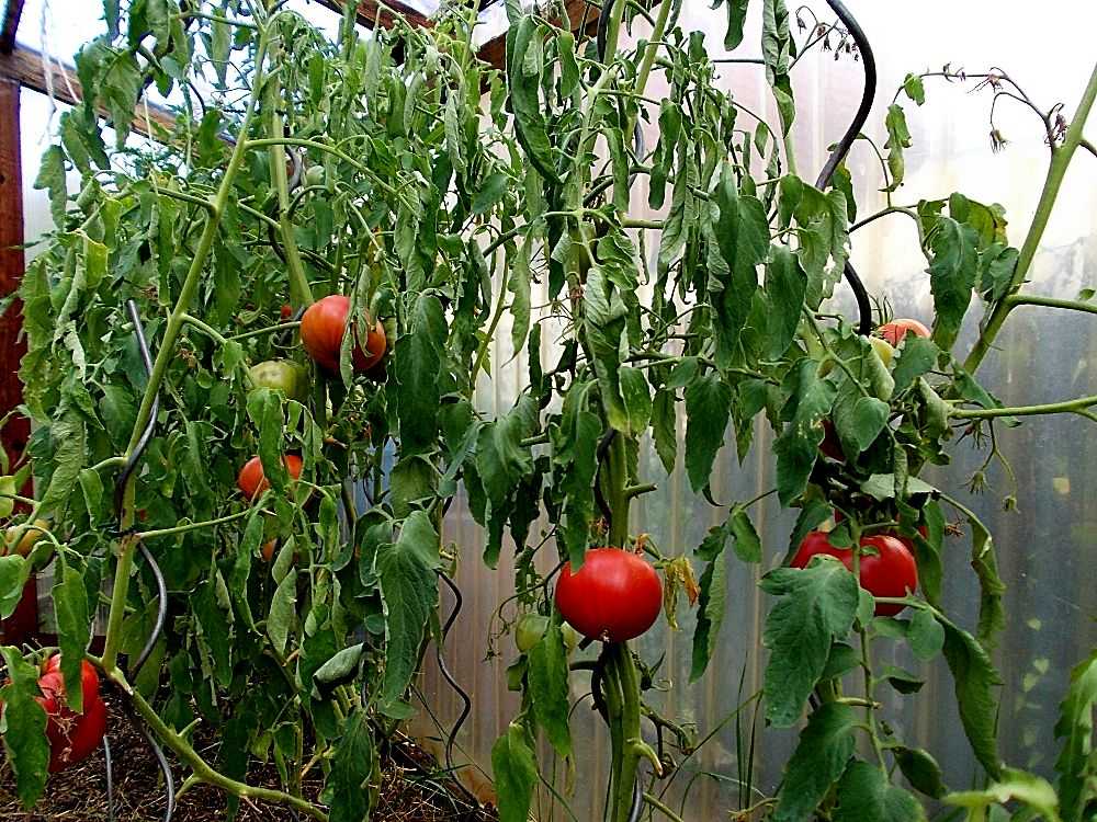 Почему не наливаются помидоры в теплице