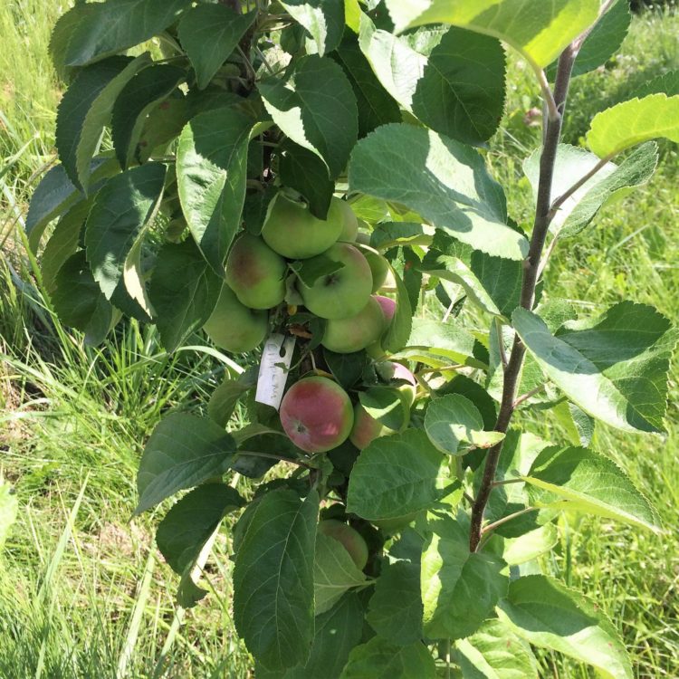 10 самых вкусных сортов яблок на дегустационном марафоне