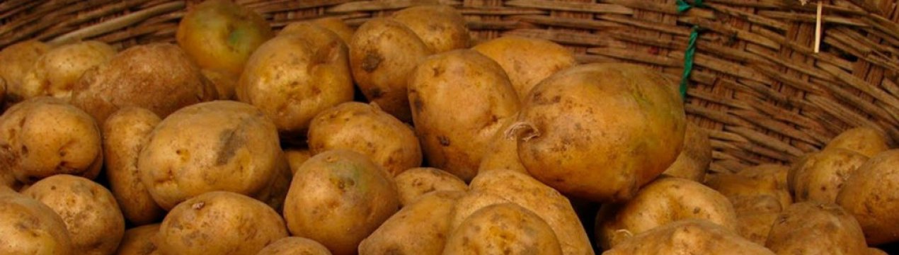 Картофель лапоть: описание сорта, отзывы, фото