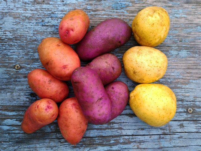 Характеристика и описание картофеля «ред скарлет», сроки созревания, отзывы