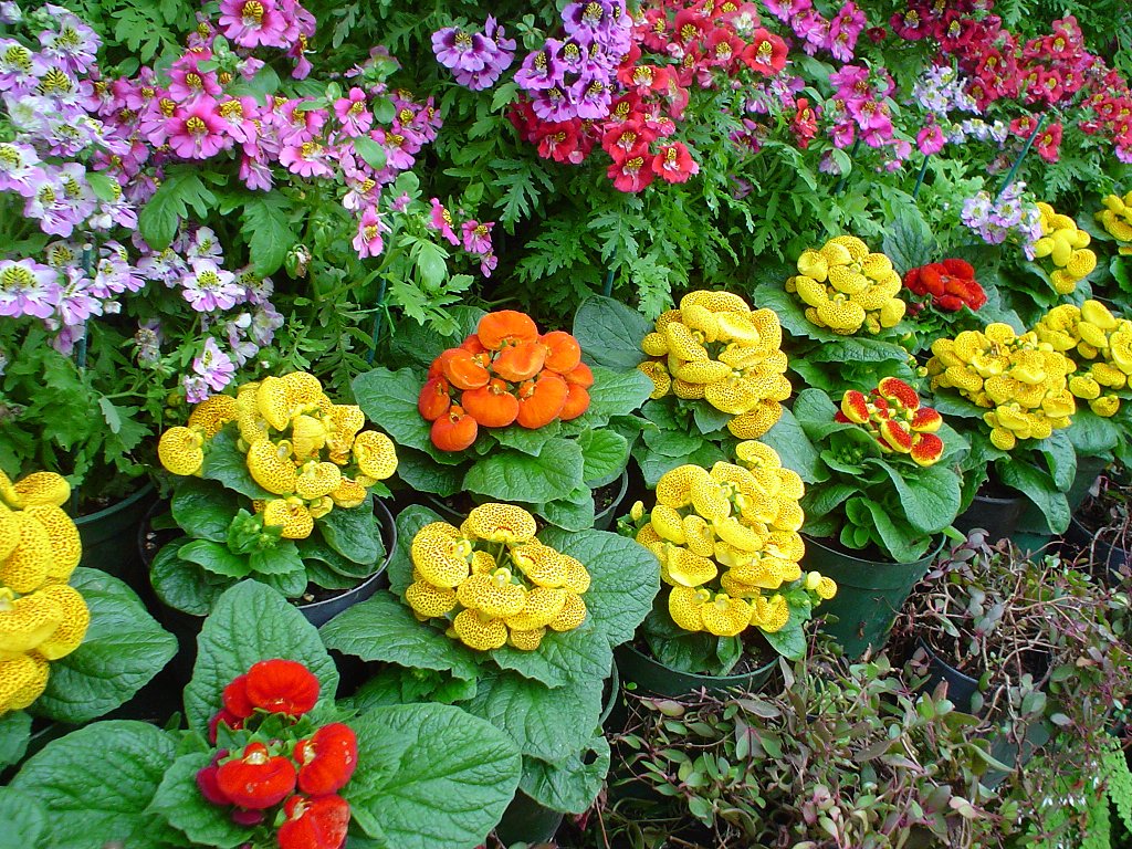 Низкорослые цветы для клумбы, цветущие все лето: фото, названия однолетников и многолетников