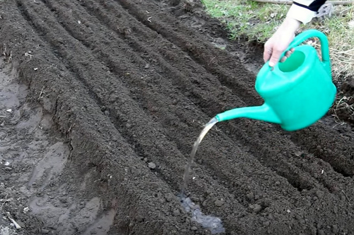 Как сеять горчицу для удобрения почвы и когда, осенью или весной