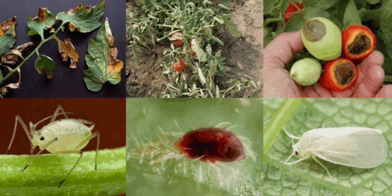 Белокрылка в теплице на томатах: как избавиться и методы борьбы