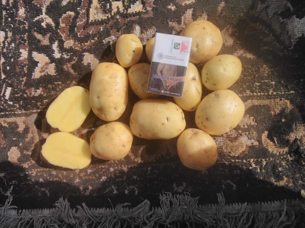 Картофель для сибири: лучшие ранние сорта, какие выбрать, как проращивать
