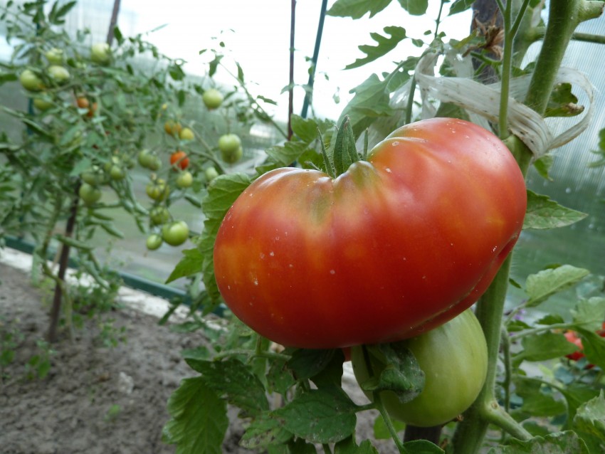Почему не краснеют помидоры в теплице: что делать