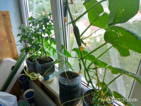 Огурцы на балконе для начинающих: выращивание пошагово + фото