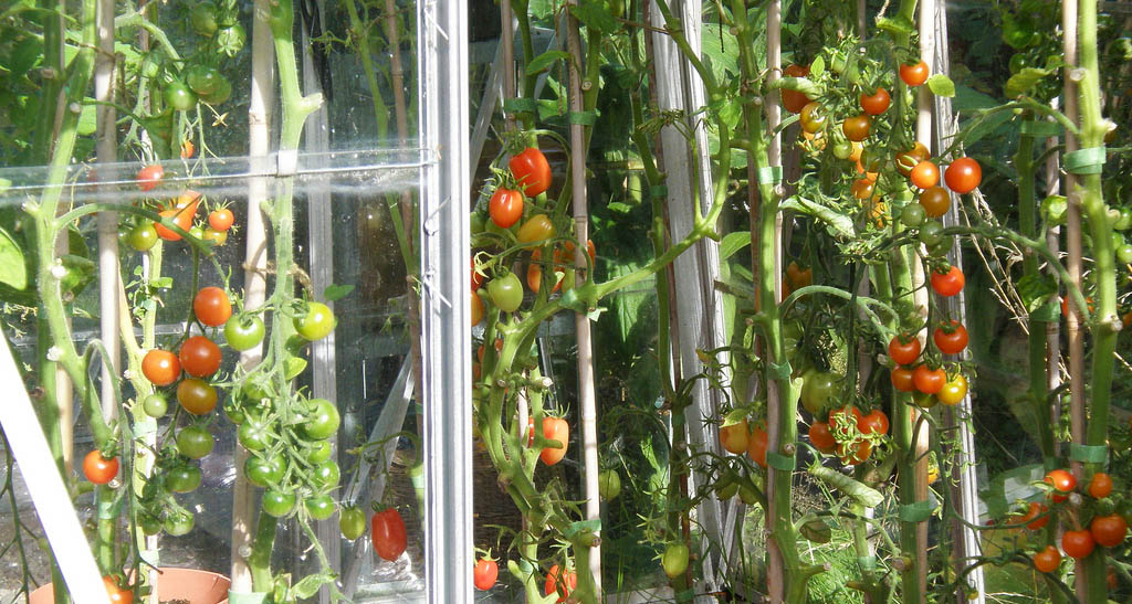 Правила подвязки помидоров в теплице из поликарбоната