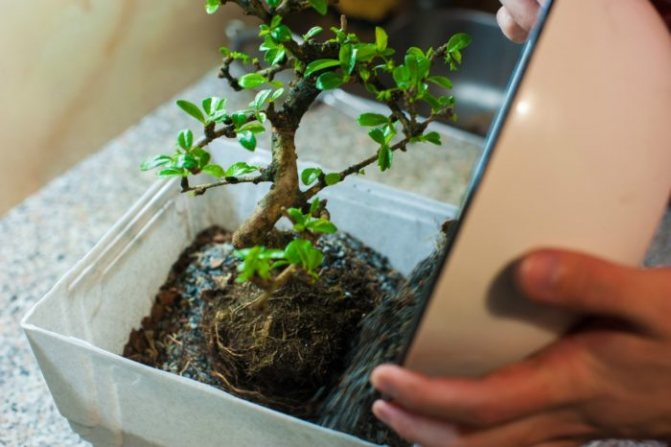 Выращивание бонсай из семян в домашних условиях – пошаговое руководство к действию