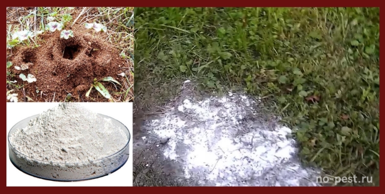 Как избавиться от муравьев в теплице: эффективные методы и советы бывалых огородников