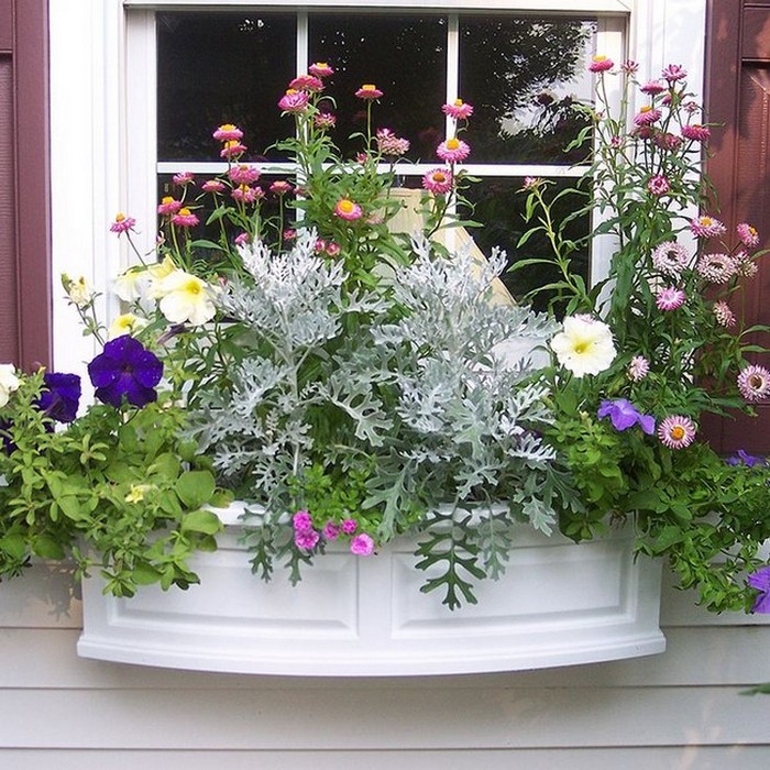 Морозоустойчивые растения для зимнего балкона