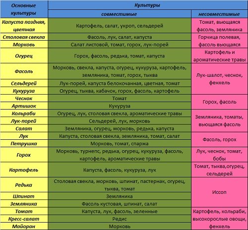 Полезное соседство овощей на грядке схема посадки