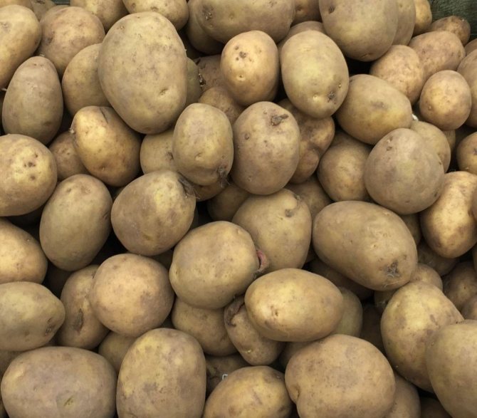 Лучшие сорта картофель на 2021 год: с фото и описанием