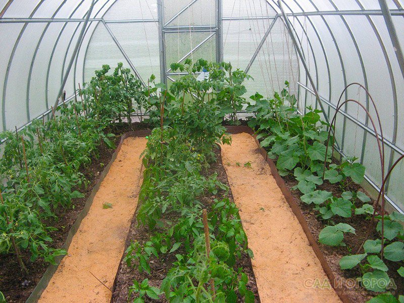 Как посадить помидоры и огурцы в одной теплице, можно ли сажать