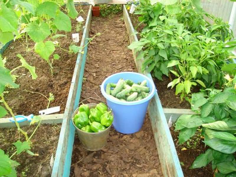 Может все-таки как-то можно в одной теплице вырастить и помидоры и огурцы?