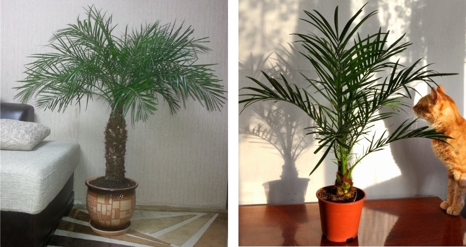 Финиковая пальма из косточки в домашних условиях: как посадить и как ухаживать