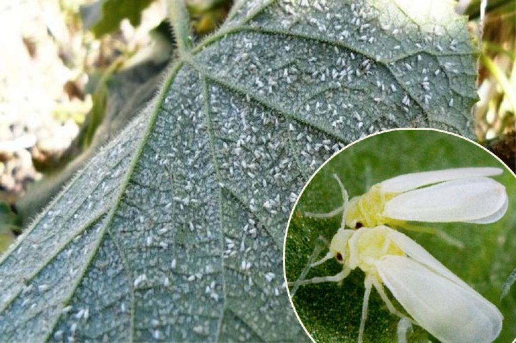 Как навсегда уничтожить тлю на помидорах: 10 проверенных инсектицидов и народных средств