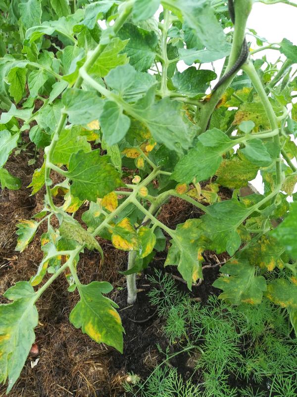 Почему желтеют листья томатов? рассмотрим причины пожелтения листвы томатов в теплице и в открытом грунте, а также необходимые меры по устранению пожелтения листьев