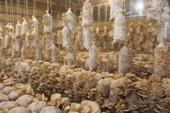 Выращивание белых грибов как бизнес: бизнес-план, рентабельность