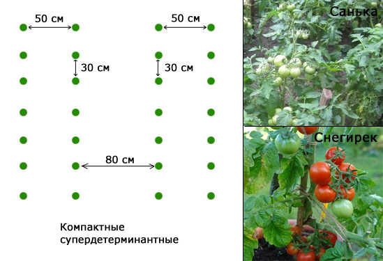 Схема посадки помидор черри