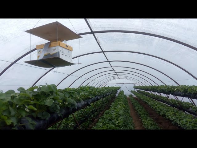 Как выращивать в теплице из поликарбоната клубнику