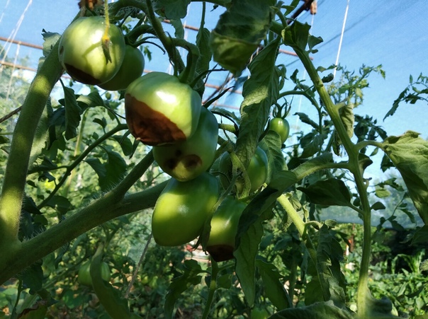 Вершинная гниль на помидорах – причина появления и как с ней бороться