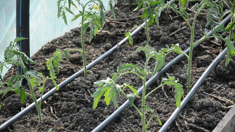 Рассаду помидор в теплицу как правильно и когда высаживать в 2021 году