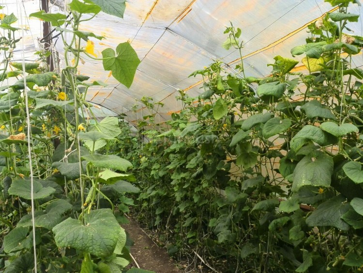 Выращиваем огурцы в теплице (октябрь 2021) — vipidei.com