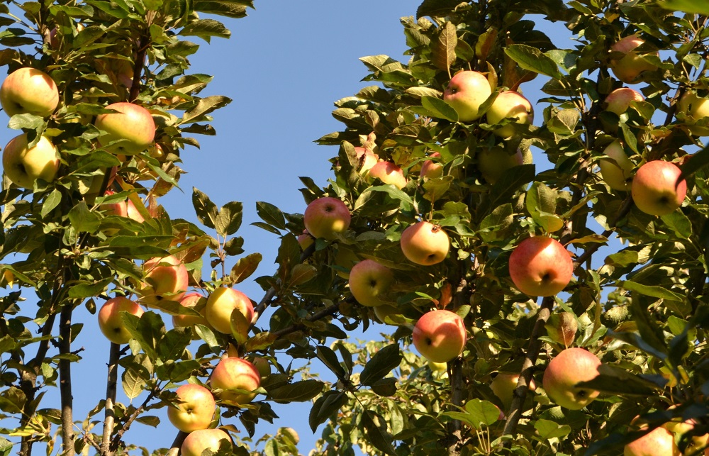 Колонновидная яблоня президент: компактный плодовый сад на шести сотках