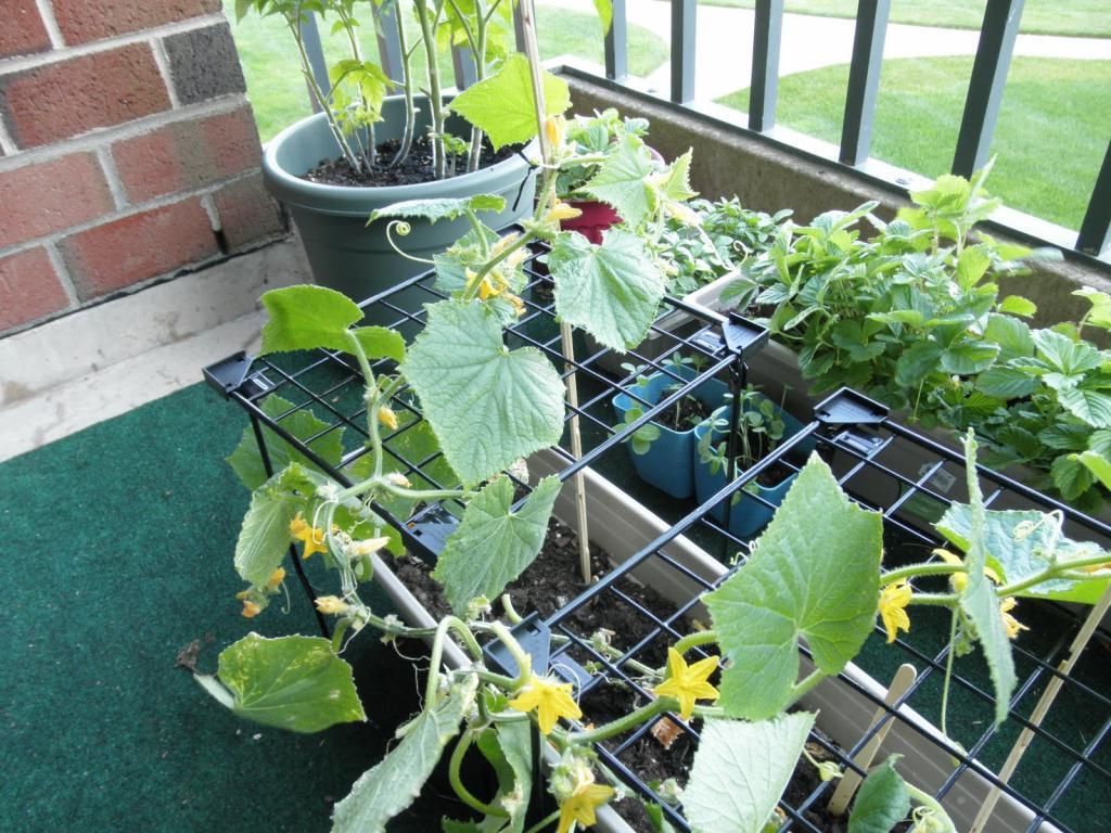 Как вырастить огурцы на балконе: 5 шагов до урожая