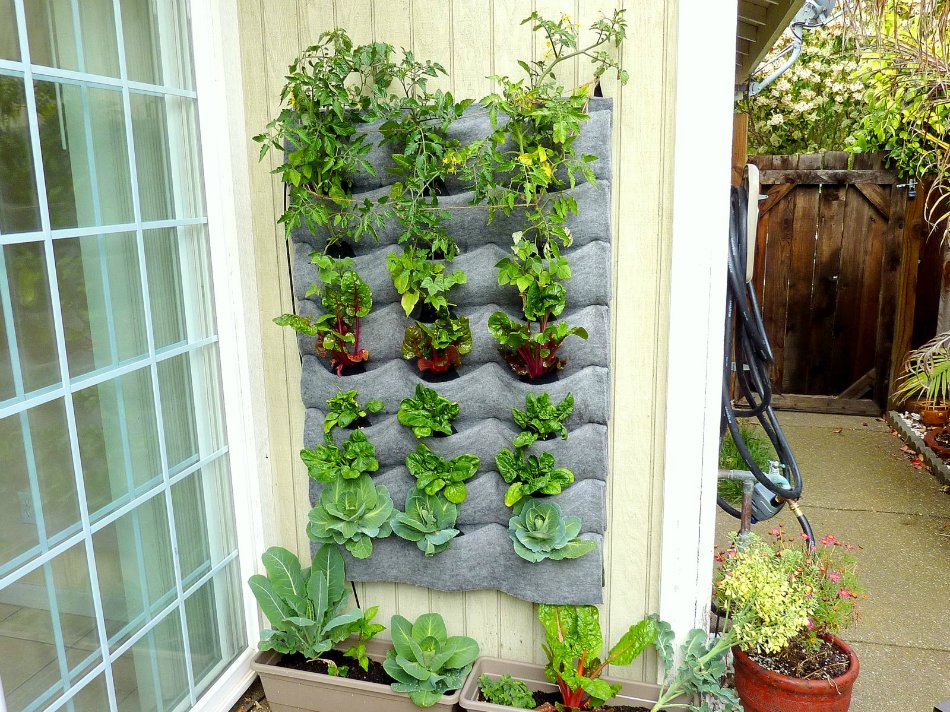 Мини огород на балконе: какие овощи можно вырастить на балконе