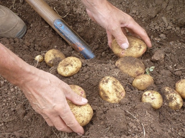 Выращивание картофеля: новые технологии и методы