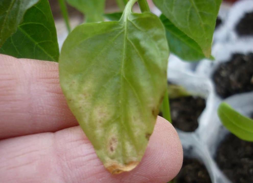 Заболевания перцев на листьях рассады фото и их