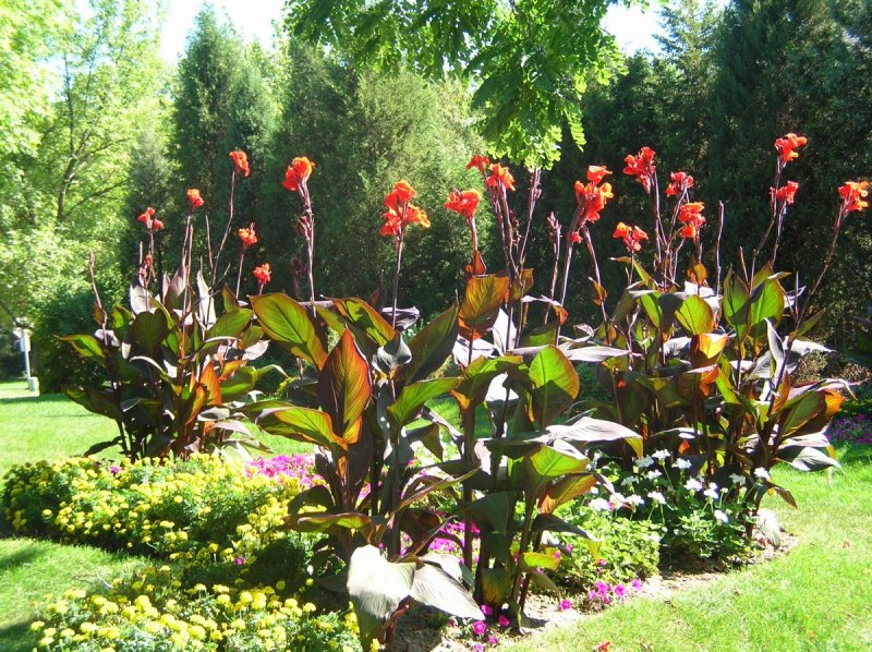 Канна – фото цветка, посадка и уход в саду