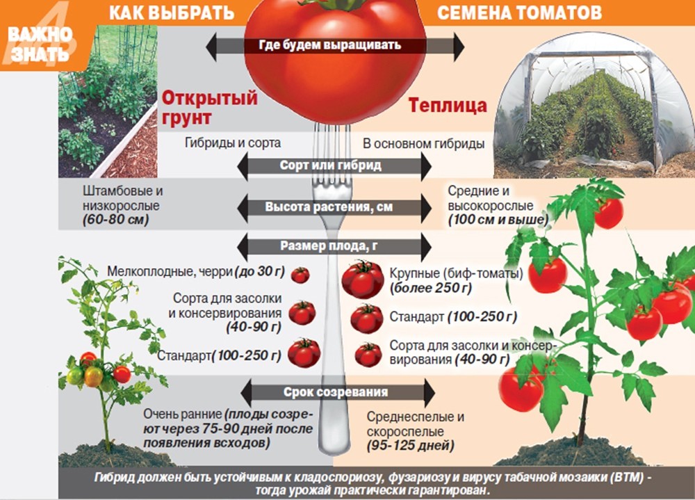 Лучшие семена помидоров для теплицы: 6 показателей рейтинга