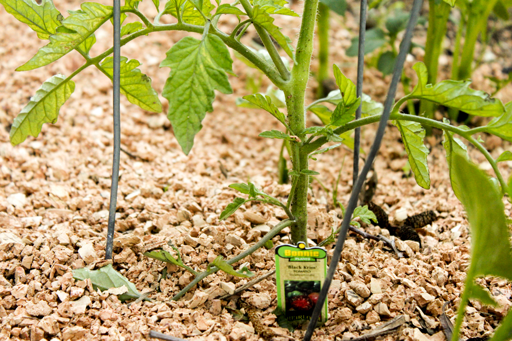 Мульчирование помидоров в открытом грунте - 135 фото и видео обработки томатов