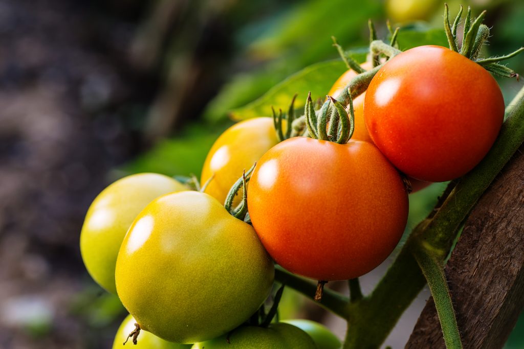 Актуальный на сегодня рейтинг лучших сортов помидор для теплиц на 2021 год.